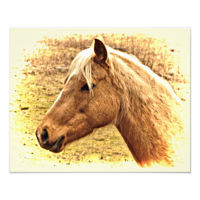 Gold and Brown Horse in Sun Animal Photo Print (Front)