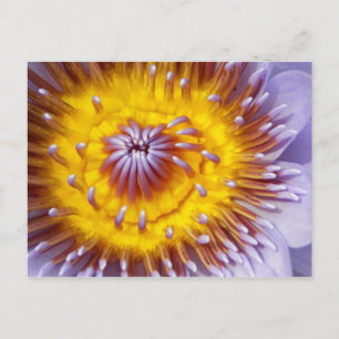 Gold and Purple Lily Flower Closeup Postcard