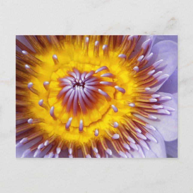 Gold and Purple Lily Flower Closeup Postcard (Front)