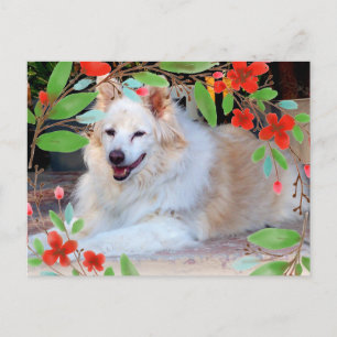 Gold and White Collie Mix Dog with Flowers Postcard
