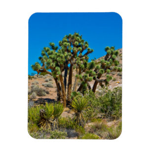 Gold Butte National Monument Magnet