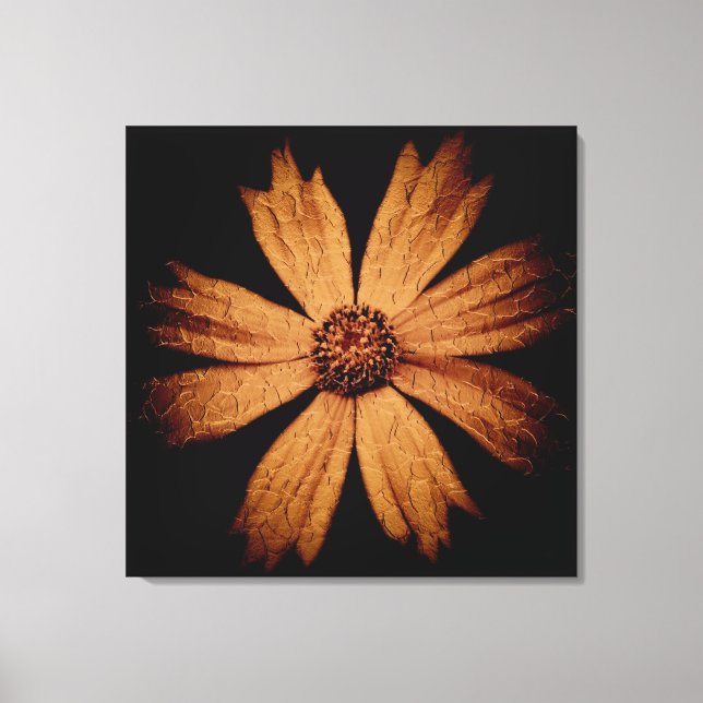 Gold Cosmos Flower on Black Canvas Print (Front)