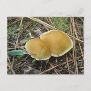 Gold Creme Pair OBX Postcard