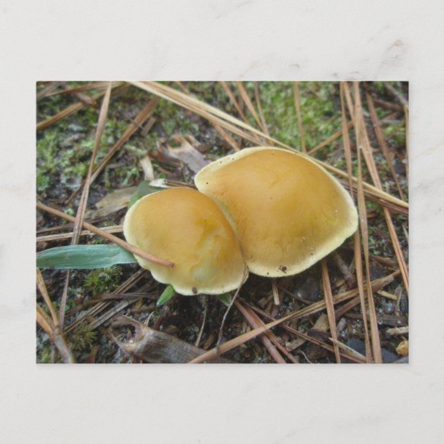 Gold Creme Pair OBX Postcard (Front)