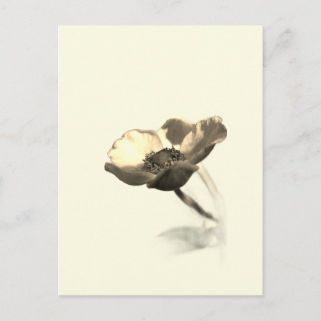 Gold Dream Flowers – Sepia Minimalist Nature  Postcard (Front)