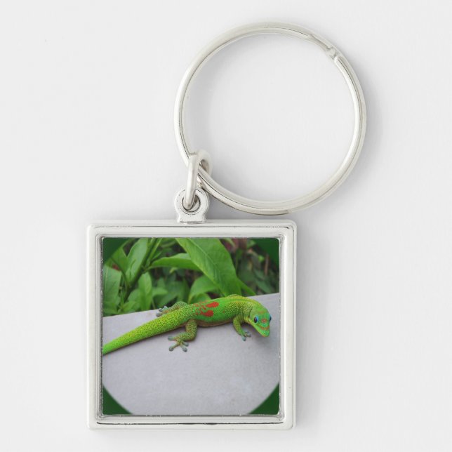 Gold Dust Day Gecko – Audition and Get Some Gecko Key Ring (Front)