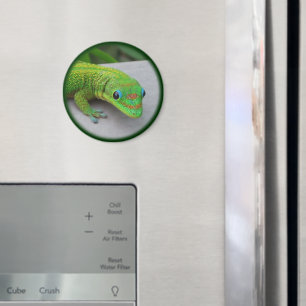 Gold Dust Day Gecko – Audition and Get Some Gecko Magnet