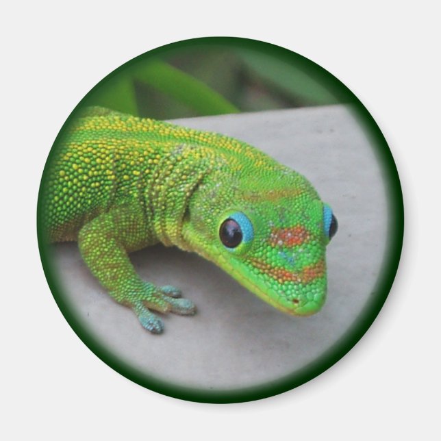 Gold Dust Day Gecko – Audition and Get Some Gecko Magnet (Front)