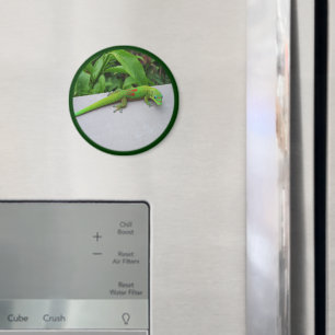 Gold Dust Day Gecko – Audition and Get Some Gecko Magnet