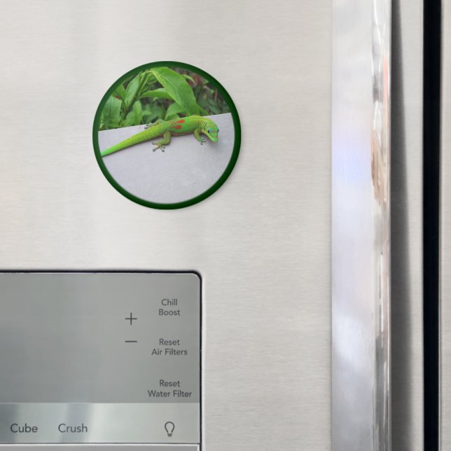 Gold Dust Day Gecko – Audition and Get Some Gecko Magnet (In Situ (Fridge))