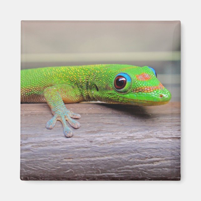 Gold Dust Day Gecko Magnet (Front)