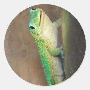 Gold Dust Day Gecko Photo Classic Round Sticker
