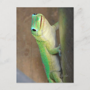 Gold Dust Day Gecko Photo Postcard
