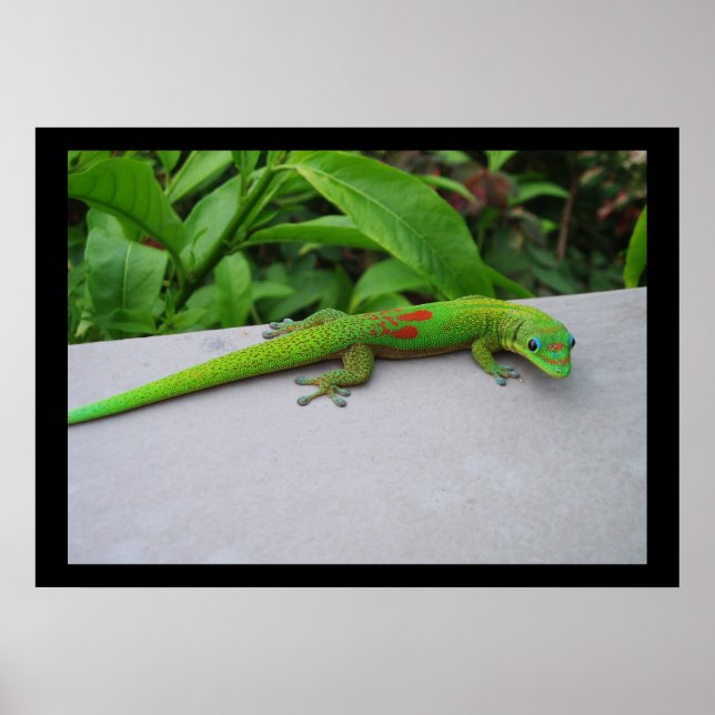 Gold Dust Day Gecko Poster (Front)