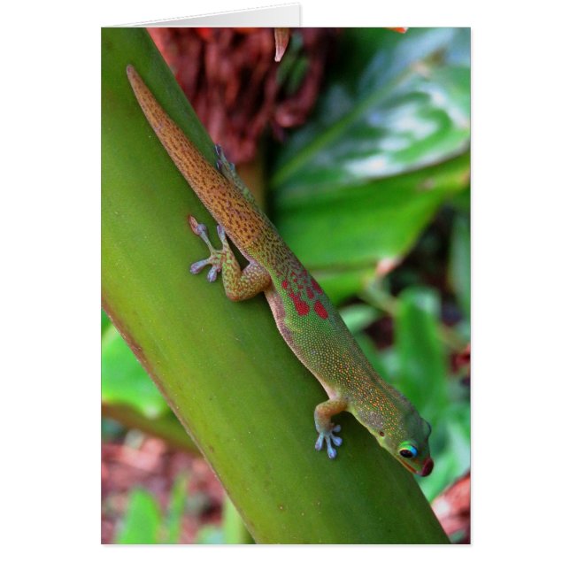 Gold Dust Gecko (Front)