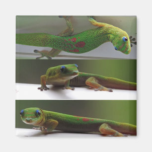 Gold dust Gecko Magnet