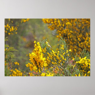 Gold Finch and Yellow Flowers Poster