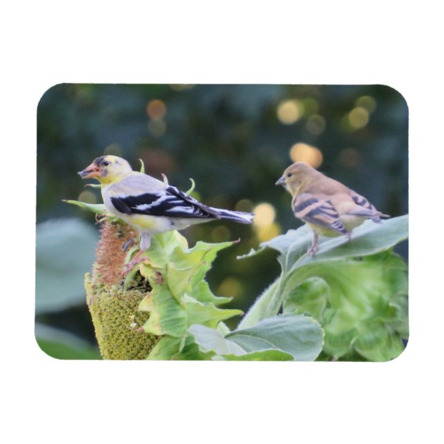 Gold Finch Couple Eating Sunflower Seeds Magnet (Horizontal)