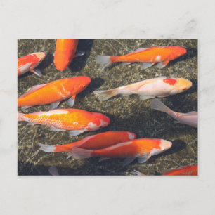 Gold Fish Postcard