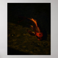 gold fish