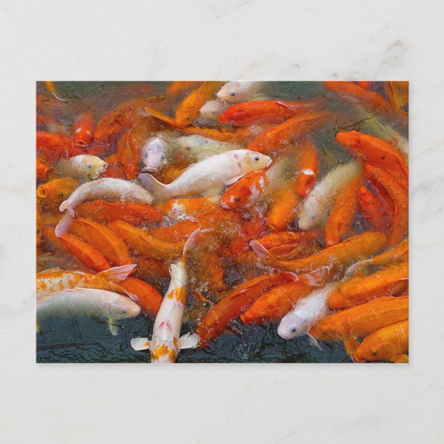 Gold Fish Swarm Postcard (Front)