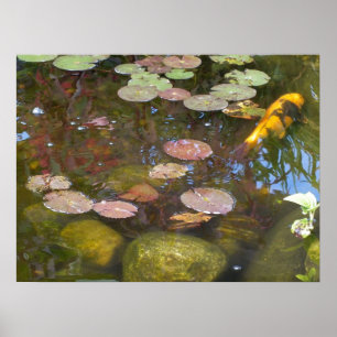 Gold Koi in Lily pond  Poster