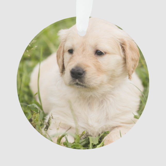Gold Lab Puppy customisable Christmas  Ornament (Front)