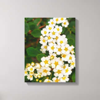 Gold-leaf Spirea Canvas Print