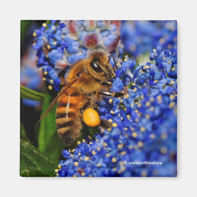 Gold on Blue: Honeybee on the California Lilac Magnet (Front)