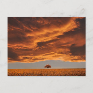 Gold over the sad tree cloud postcard