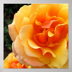 Gold Rose Flowers Photo Print