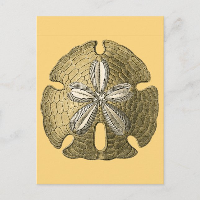 Gold Sand Dollar Postcard (Front)