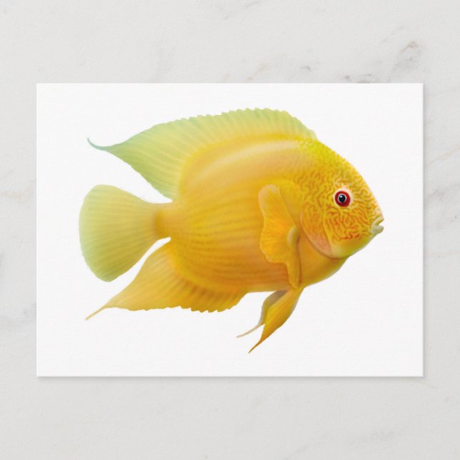 Gold Severum Postcard (Front)