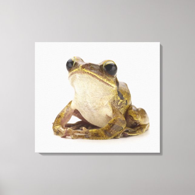 Gold tree frog canvas print (Front)
