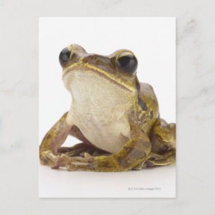 Gold tree frog postcard