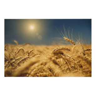 Gold wheat and blue sky with sun wood wall art