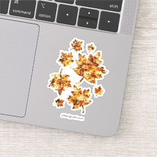 Gold yellow fall maple leaves