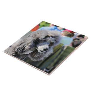 Goldberg - Chanel - Standard Poodle Tile