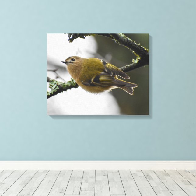 Goldcrest  canvas print (Insitu(Wood Floor))