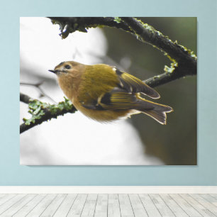 Goldcrest canvas print