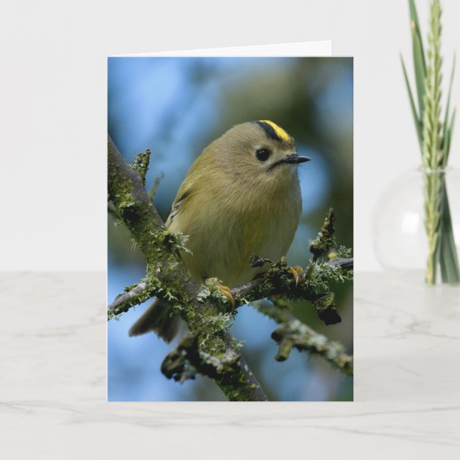 Goldcrest in woodland card (Front)