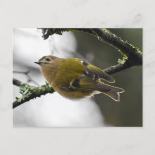Goldcrest  postcard