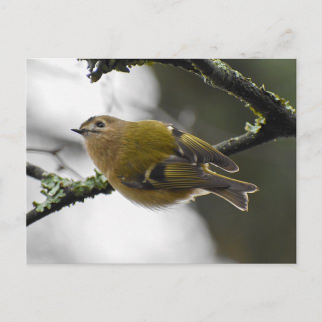Goldcrest  postcard (Front)