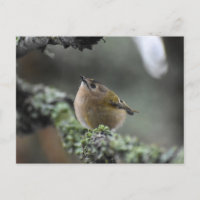 Goldcrest