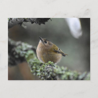 Goldcrest  postcard