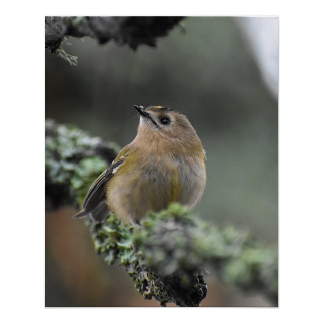 Goldcrest  poster (Front)