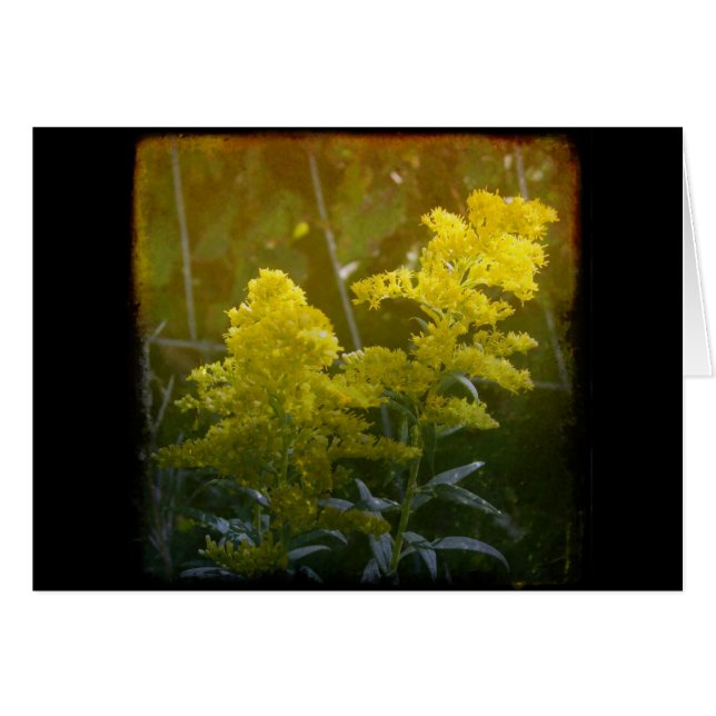 Golden 2 (Front Horizontal)