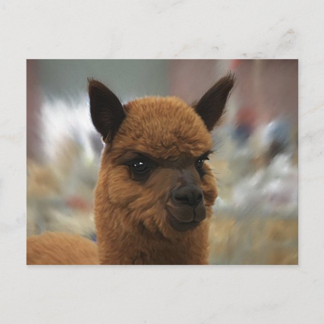 Golden Alpaca Postcard (Front)