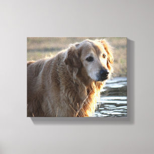 Golden Angel (Golden Retriever) Canvas Print