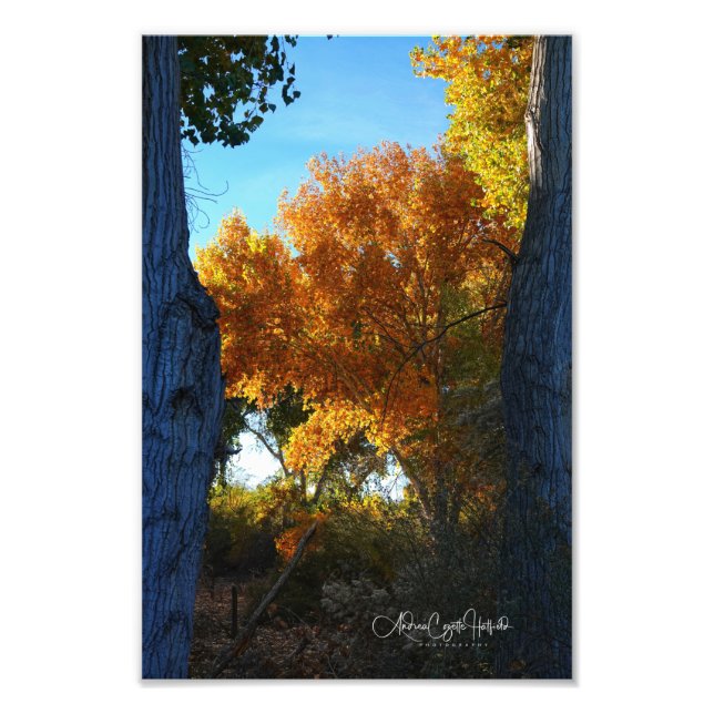 Golden Arizona Photo Print (Front)